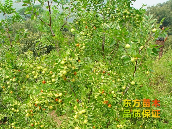 棗樹(shù)苗